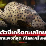 ปลาเก๋าหนู ปลาทะเลตัวซีเคร็ต ราคาแพงสุดในไทย กิโลละครึ่งหมื่น