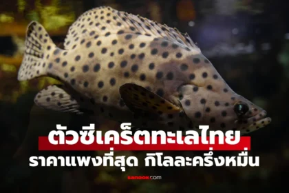 ปลาเก๋าหนู ปลาทะเลตัวซีเคร็ต ราคาแพงสุดในไทย กิโลละครึ่งหมื่น