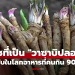 วาซาบิสีเขียวข้างซูชิที่แท้จริงทำจากฮอร์สแรดิชไม่ใช่วาซาบิแท้