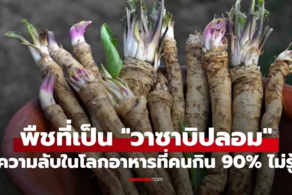 วาซาบิสีเขียวข้างซูชิที่แท้จริงทำจากฮอร์สแรดิชไม่ใช่วาซาบิแท้