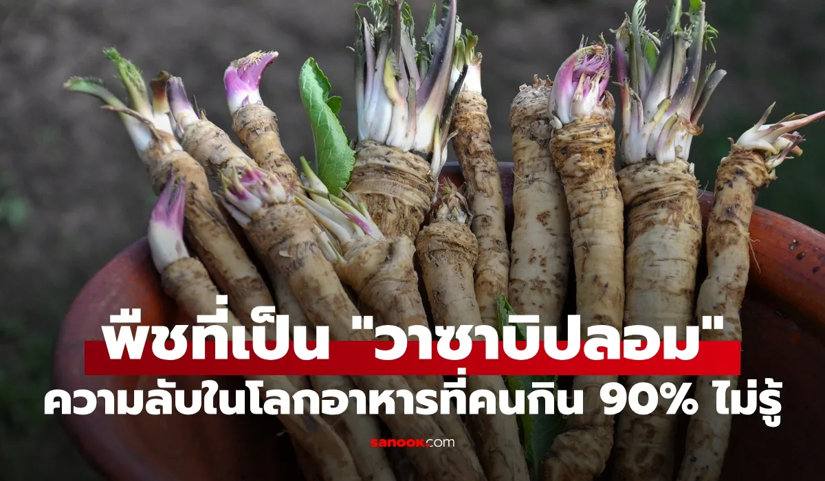 วาซาบิสีเขียวข้างซูชิที่แท้จริงทำจากฮอร์สแรดิชไม่ใช่วาซาบิแท้